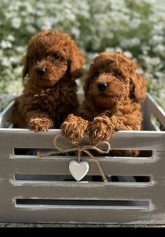 Záujem o kúpu pudlíka