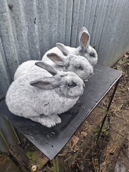 VSS králiky - 9mesiacov