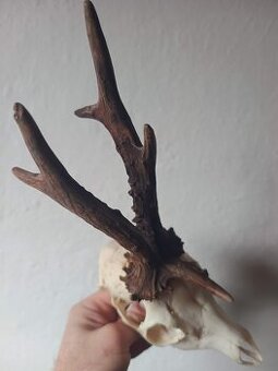 Trofej trofeje parohy parožie zhody.....