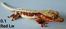 Rhacodactylus ciliatus- Pagekon Riasnaty TRENCIN