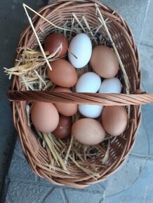 Domáce BIO vajíčka - 1