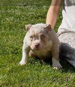 American Bully Pocket s PP ABKC