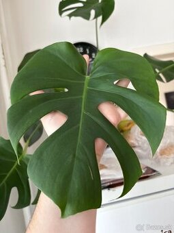 Monstera 2 ks
