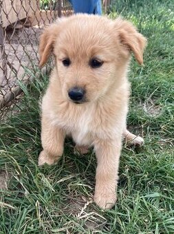 Šteniatka - Labrador, retriever