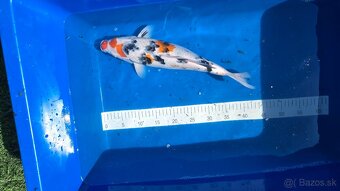 Koi kapre