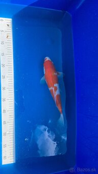 Koi kapre