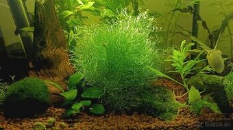 Riccia fluitans