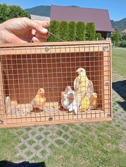 Kanáriky