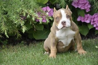 American bully