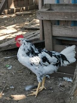 Vlaška Exchequer
