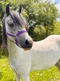 Welsh pony sekce A březí
