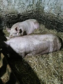 Predám prasa na zabitie