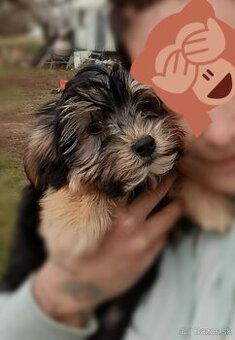 Cavamalt maltalier maltezak cavalier