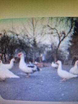 Predám živé čínske kačice