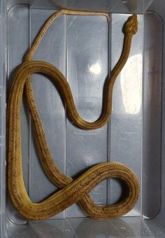 Corallus hortulanus - 1