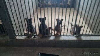 Predám  stenata BO +NO