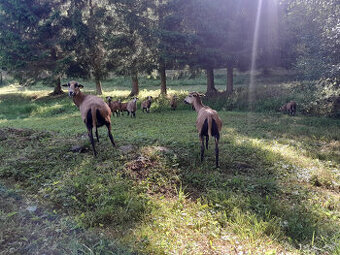 Predám kamerúnske ovce