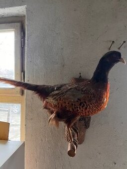 Preparovaný bažant