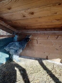 Brahmanka velka modra