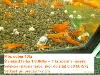 BA - krevetky neocaridina 0,50 - 1 EUR/ks