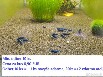 LETNÁ AKCIA - BA a okolie, krevetky neocaridina 0,90 EUR/ks - 1