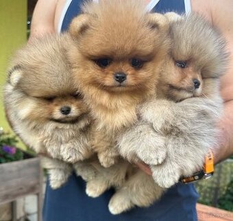 Pomeranian s pp FCI