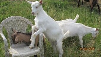 Capko