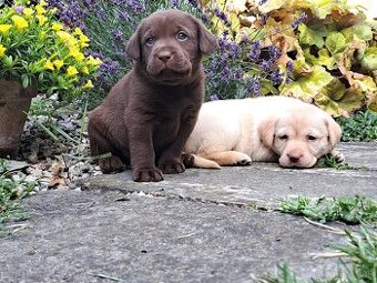 Labrador šteniatka