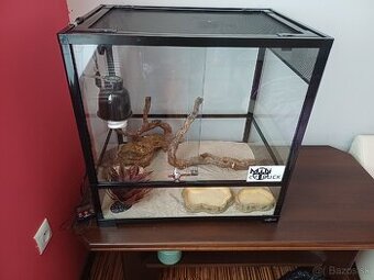 Terarium