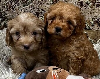 Maltipoo