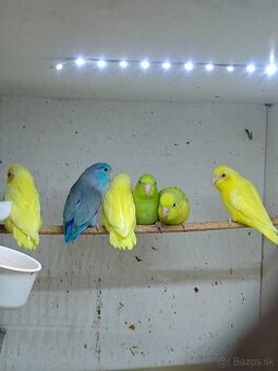 FORPUS - Papagaj sedokridly