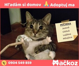MIČINKA - Darujem mačku / Darujem mačičku
