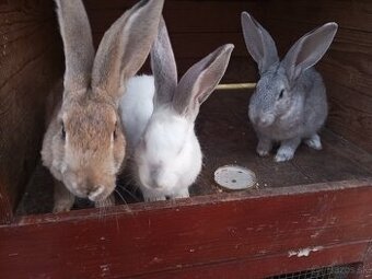 Predáme králikov