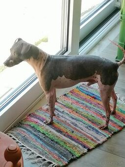 Na predaj čistokrvný americký bezsrstý teriér