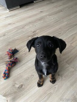 Šteniatko na adopciu