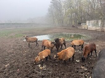 Predám kamerunské ovcepredam kamerunské ovce