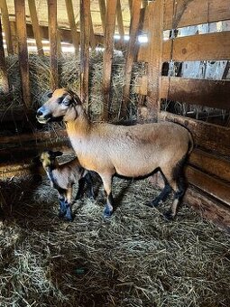 Kamerunské ovce - 1