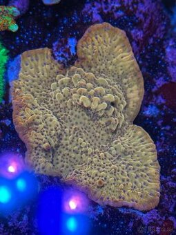 Montipora palawanensis Flaming Phoenix