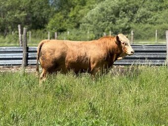 Plemenný býk Mäsový simentál