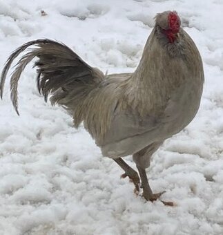 Predam kohutika araucany