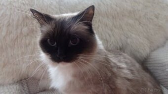 ragdoll,radgoll dospelé mačky na predaj