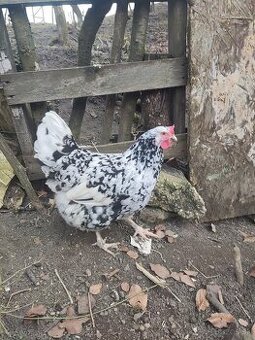 Sliepka švédska kvetina