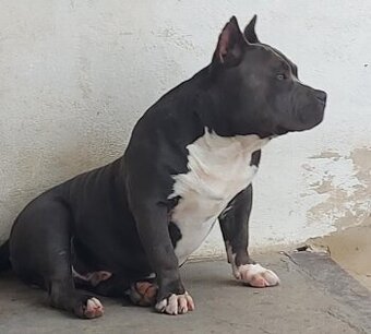 American bully pocket