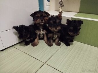 Yorkshire terrier s PP