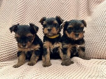 Yorkshire terriers, yorkshirsky terier s PP