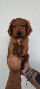 GoldenDoodle