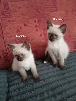Mačičky
