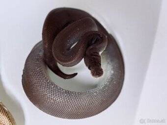 8BALL HET ALBINO BALL PYTHON SAMICA