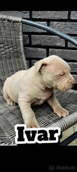 American Bully