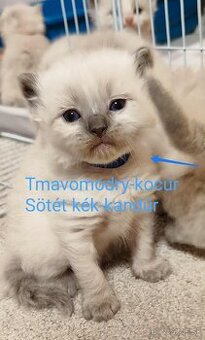 Ragdoll mačiatká bez pp